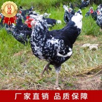 貴妃雞苗廠(chǎng)家直供批發(fā)包運輸包打液氮馬力克疫苗包路途成活現貨