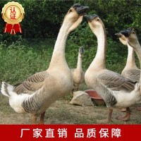 獅頭鵝苗廠(chǎng)家直供批發(fā)包運輸包路途活