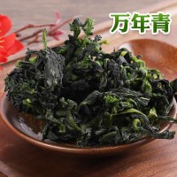 現貨脫水蔬菜40*40萬(wàn)年青菜干 免費拿樣熱風(fēng)干燥脫水菜芯萬(wàn)年青