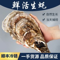 廠(chǎng)家現貨新鮮海產(chǎn)品鮮活帶殼乳山生蠔批發(fā)5斤牡蠣水產(chǎn)海鮮海蠣子