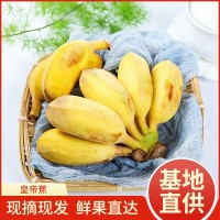 一件代發(fā)皇帝蕉香蕉自然熟新鮮水果廣東廣州南沙特產(chǎn)包郵5/10斤裝