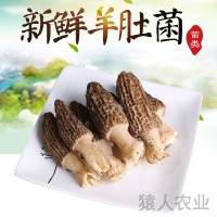 云南新鮮美味羊肚菌 清香爽口新鮮羊肚菌 農家種植 廠(chǎng)家供應 2KG起批