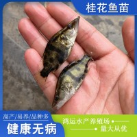 現貨批發(fā)桂花魚(yú)苗水產(chǎn)養殖桂花魚(yú)鱖魚(yú)幼苗歡迎咨詢(xún)訂購