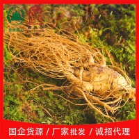 吉林森工廠(chǎng)家批發(fā)帶土鮮人參各種規格泡酒煲湯送禮長(cháng)白山鮮參包郵