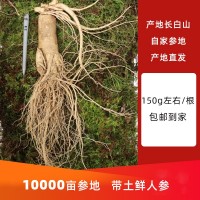 [包郵]長(cháng)白山新鮮人參散裝現挖帶土圓參泡酒煲湯東北特產(chǎn)鮮參批發(fā)