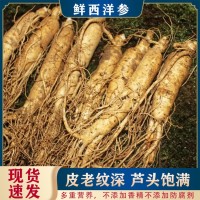 鮮西洋參東北長(cháng)白山特產(chǎn)多種規格 營(yíng)養滋補煲湯泡水熱銷(xiāo)鮮西洋參