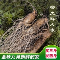 長(cháng)白山人參凈重500g（3-20支） 泡酒煲湯產(chǎn)地批發(fā) 鮮人參