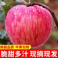 洛川蘋(píng)果供應鏈 美域高洛川蘋(píng)果 延安紅富士蘋(píng)果9枚大果